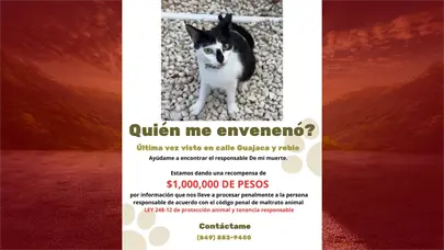 Recompensa de RD$1 millón para identificar al responsable del envenenamiento de una gatita en Punta Cana