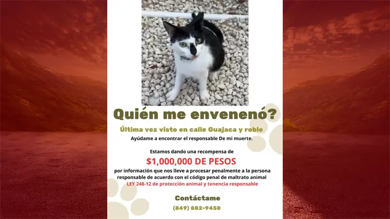 Recompensa de RD$1 millón para identificar al responsable del envenenamiento de una gatita en Punta Cana