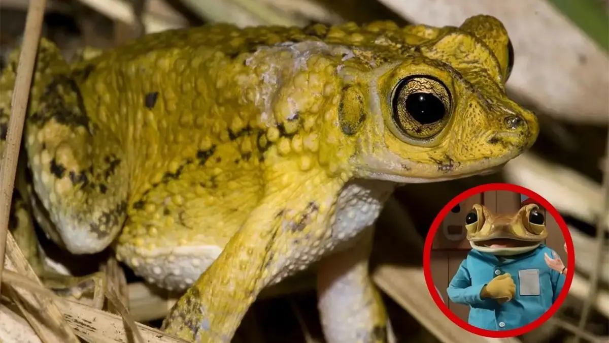El sapo concho desafía la extinción de su especie con su fama mundial junto a Bad Bunny
