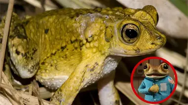El sapo concho desaf&iacute;a la extinci&oacute;n de su especie con su fama mundial junto a Bad Bunny