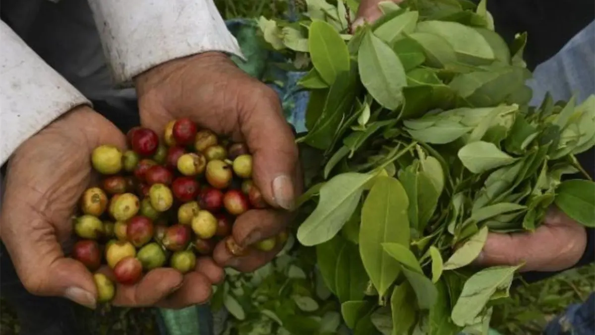 Gobierno de EE.UU. elimina aranceles para el café y otros productos agrícolas