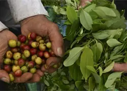 Gobierno de EE.UU. elimina aranceles para el café y otros productos agrícolas
