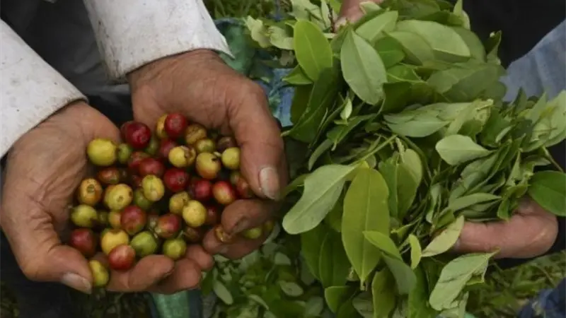 Gobierno de EE.UU. elimina aranceles para el café y otros productos agrícolas