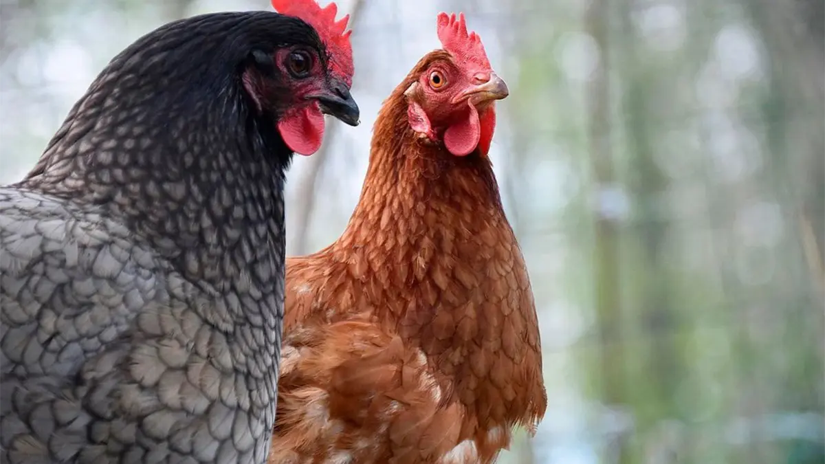 Francia anuncia hasta 4 millones de euros para ayudar a los afectados por la gripe aviar