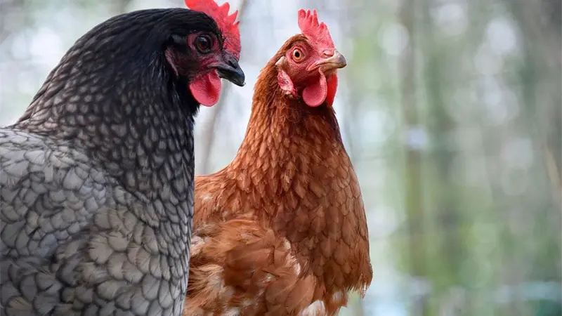 Francia anuncia hasta 4 millones de euros para ayudar a los afectados por la gripe aviar