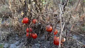 La crisis clim&aacute;tica destroza cultivos y condena al hambre a millones de personas