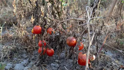 La crisis clim&aacute;tica destroza cultivos y condena al hambre a millones de personas