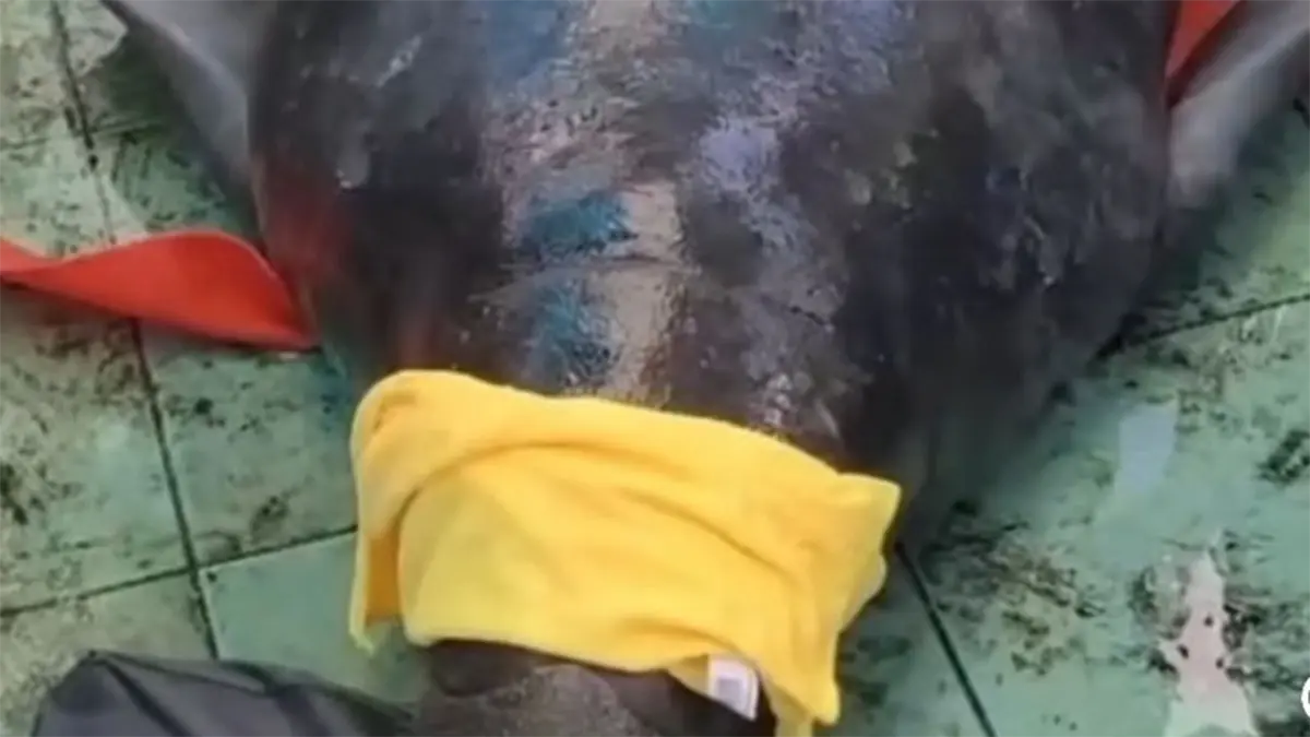 Manatí Jean Pedro en evaluación final