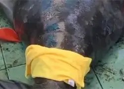 Acuario Nacional evalúa y prepara la liberación del manatí Jean Pedro en diciembre