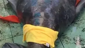 Acuario Nacional evalúa y prepara la liberación del manatí Jean Pedro en diciembre Acuario Nacional evalúa y prepara la liberación del manatí Jean Pedro en diciembre