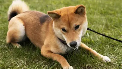 Piden investigar envenenamiento de perros en Constanza