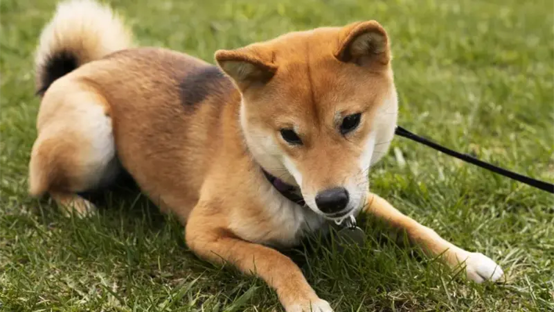 Piden investigar envenenamiento de perros en Constanza