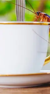 China lanza el Insecto latte, el café más innovador del momento China lanza el Insecto latte, el café más innovador del momento