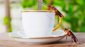 China lanza el Insecto latte, el café más innovador del momento