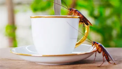 China lanza el Insecto latte, el caf&eacute; m&aacute;s innovador del momento