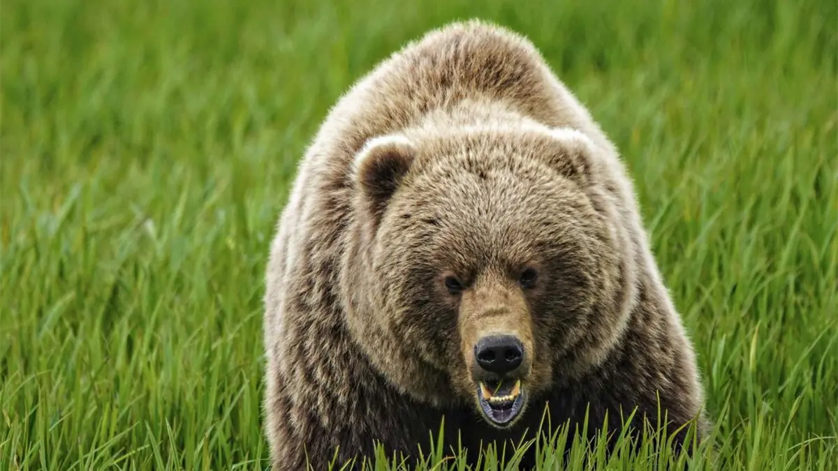 Once personas, entre ellas varios niños, heridas por el ataque de un oso pardo en Canadá