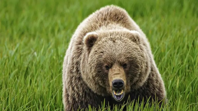 Once personas, entre ellas varios niños, heridas por el ataque de un oso pardo en Canadá