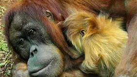 300 primates v&iacute;ctimas invisibles de la guerra de la Rep&uacute;blica Democr&aacute;tica del Congo