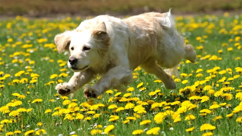 La mayoría de los perros, incluso los chihuahuas, tienen algo de lobo en su interior