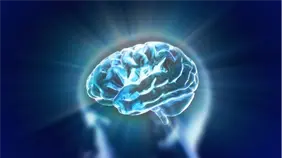 El cerebro humano viene preconfigurado con instrucciones para comprender el mundo