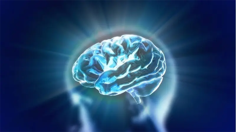 El cerebro humano viene preconfigurado con instrucciones para comprender el mundo