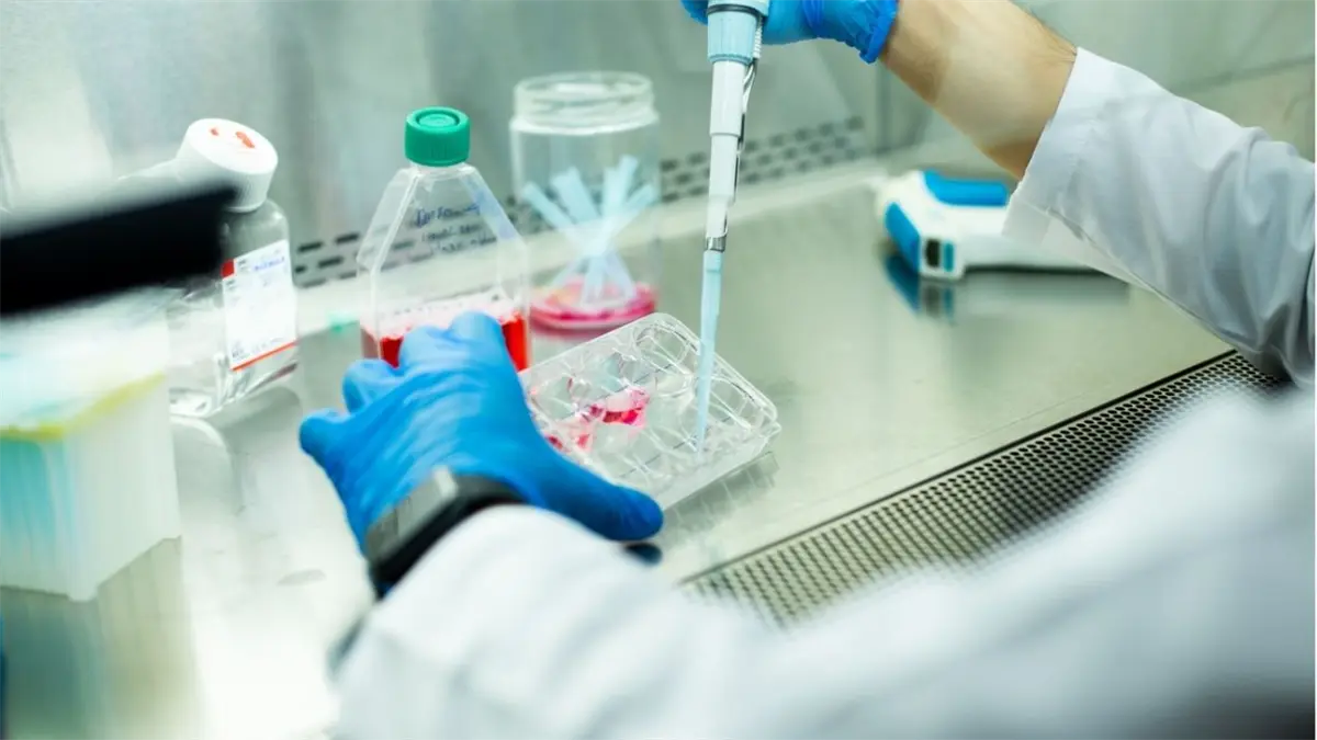 Se logra rejuvenecer las células madre de la sangre.