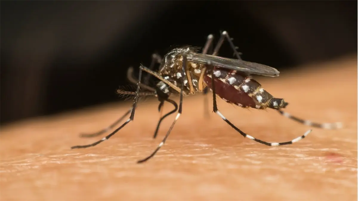 Mosquito transmisor de enfermedades.