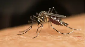 Cuba reporta 7,700 nuevos casos semanales de chikungunya, un incremento del 23,2 %