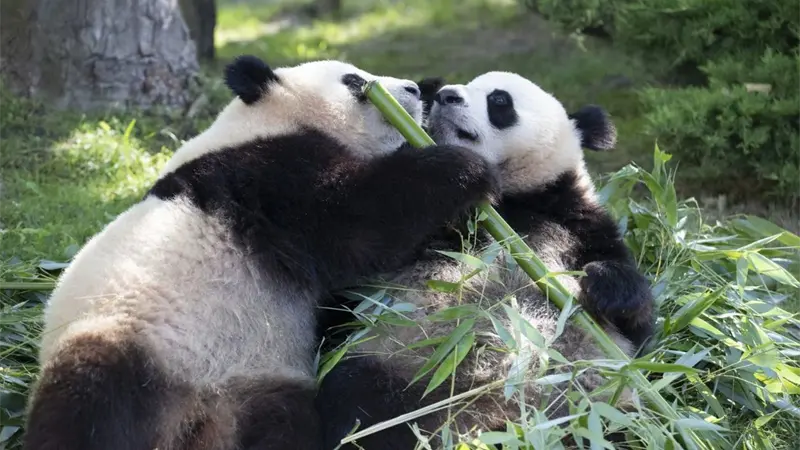 Dos pandas veteranos despegaron hoy rumbo a China tras pasar 13 años en un zoo francés