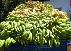 Precio del plátano se dispara en colmados y supermercados: ya cuesta entre 25 y 50 pesos