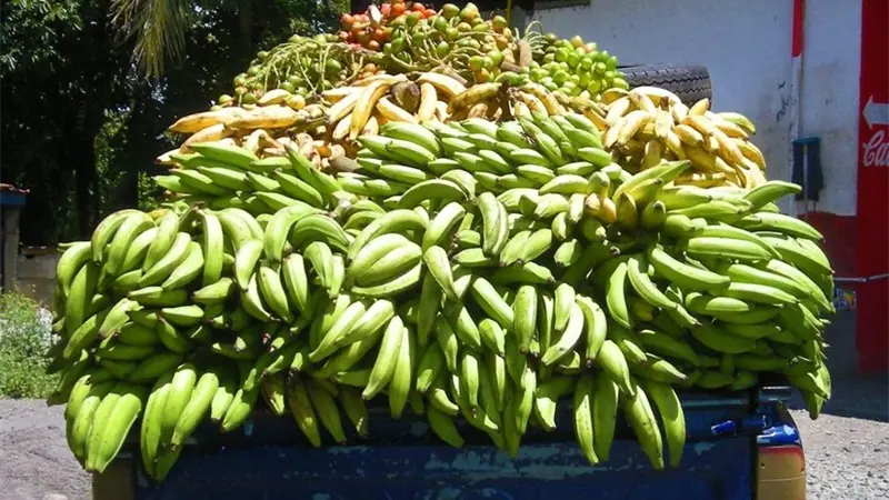 Precio del plátano se dispara en colmados y supermercados: ya cuesta entre 25 y 50 pesos
