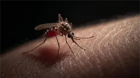 Cuba suma 870 nuevos casos de dengue y chikunguña en un día