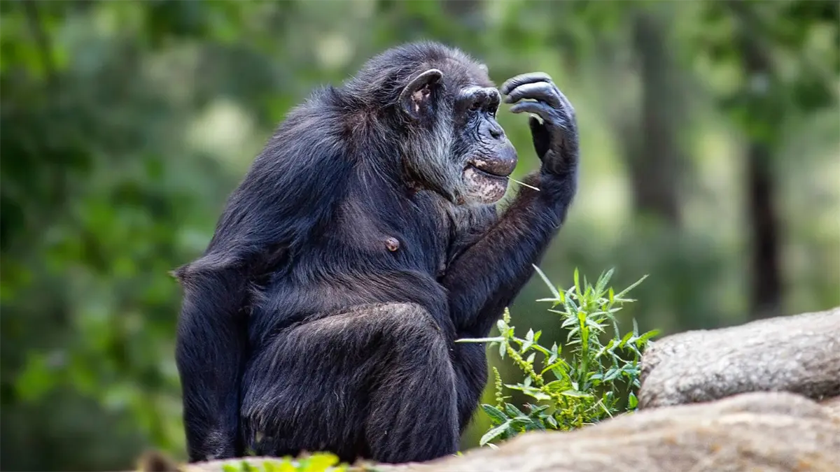 Los monos también tienen ritmo, según un estudio