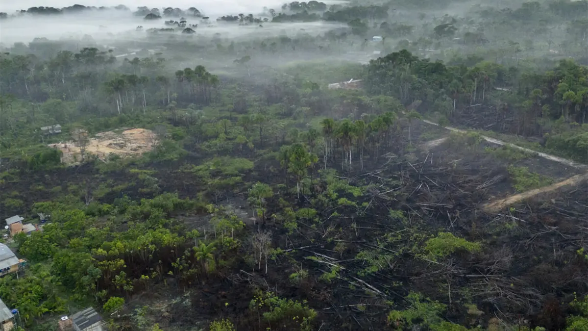 Disminuye deforestación mundial, aunque su tasa sigue siendo alta, revela informe