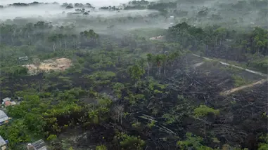 Disminuye deforestación mundial, aunque su tasa sigue siendo alta, revela informe