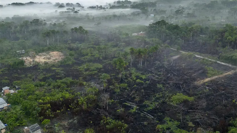 Disminuye deforestación mundial, aunque su tasa sigue siendo alta, revela informe