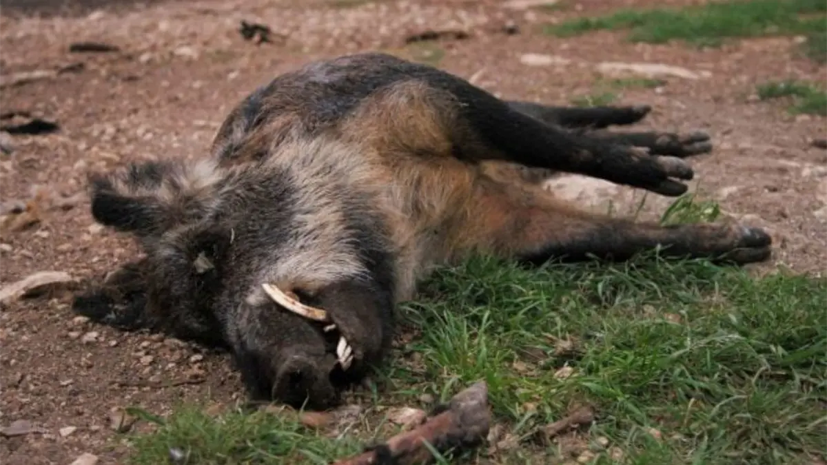 España registra sus dos primeros casos de peste porcina africana desde 1994