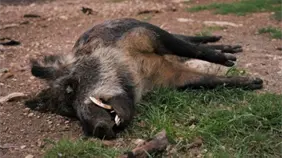 España registra sus dos primeros casos de peste porcina africana desde 1994