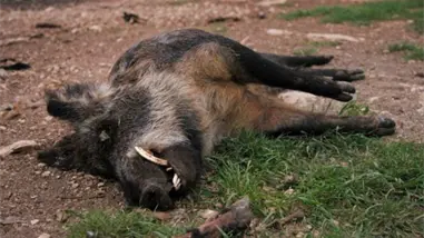 España registra sus dos primeros casos de peste porcina africana desde 1994