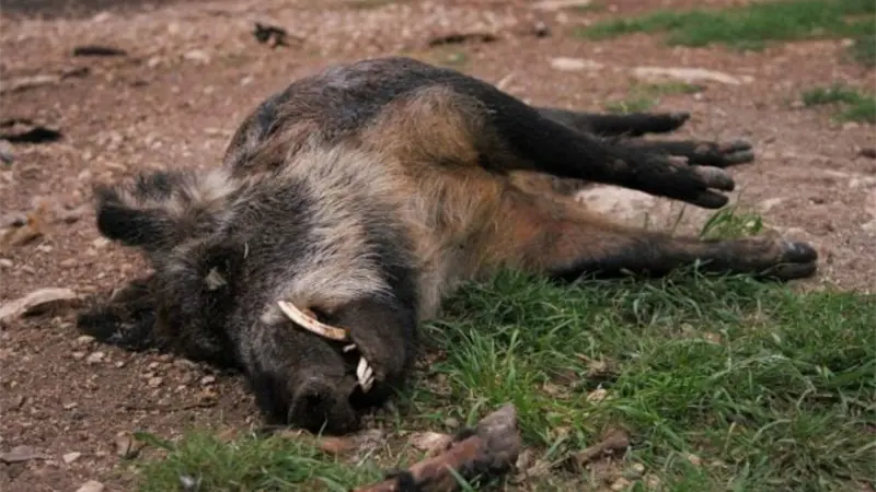 España registra sus dos primeros casos de peste porcina africana desde 1994