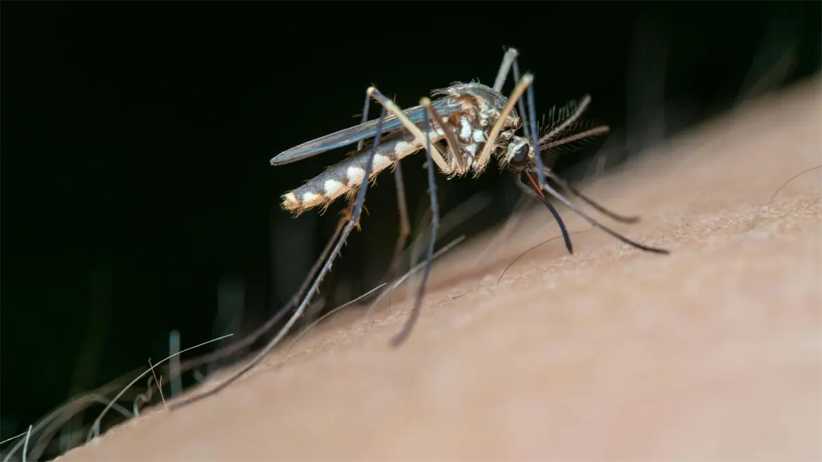 El mosquito transmite las enfermedades del chikunguya y el dengue.