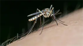 Cuba reconoce que aún no tiene bajo control la epidemia de chikunguya y dengue