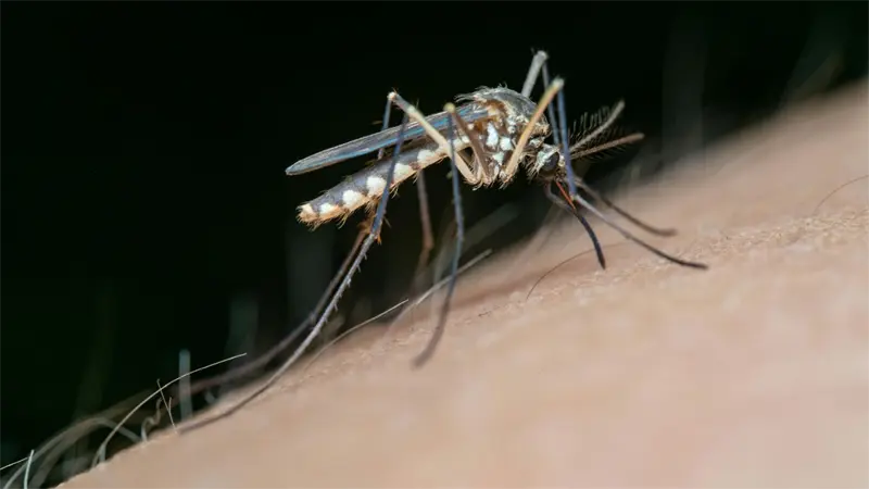 Cuba reconoce que aún no tiene bajo control la epidemia de chikunguya y dengue