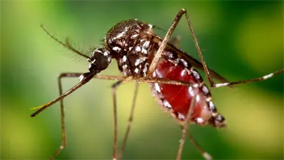 Preocupaci&oacute;n en Santo Domingo Este por aumento de mosquitos y temor a rebrotes de chikungunya