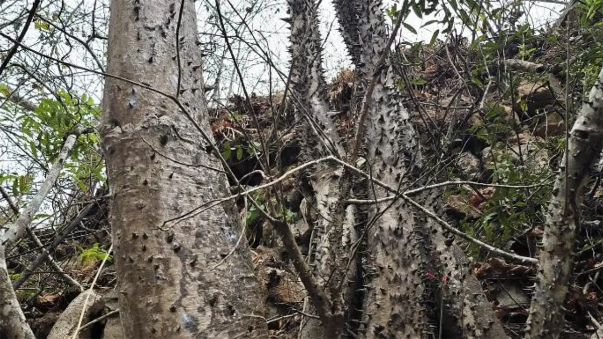 Descubren una nueva especie de árbol tropical en el sur de Ecuador