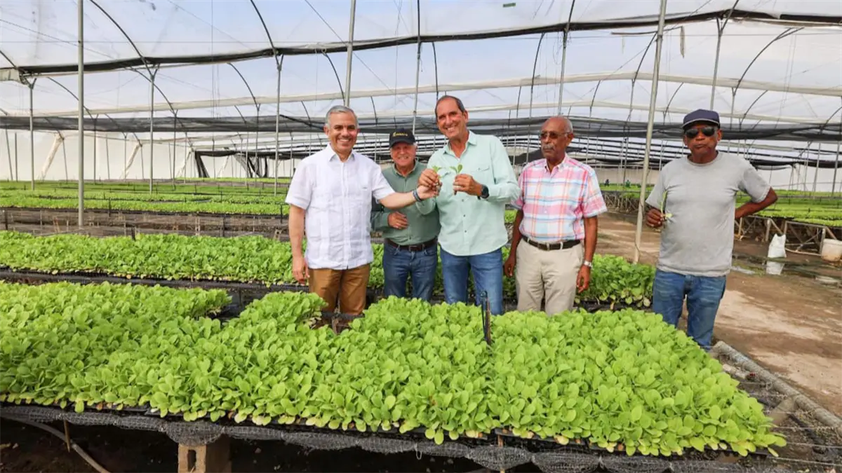 Intabaco producirá 15 millones de plántulas de tabaco para la Zafra 2025-2026