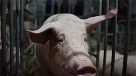 La FAO alerta sobre la amenaza urgente de las enfermedades animales transfronterizas