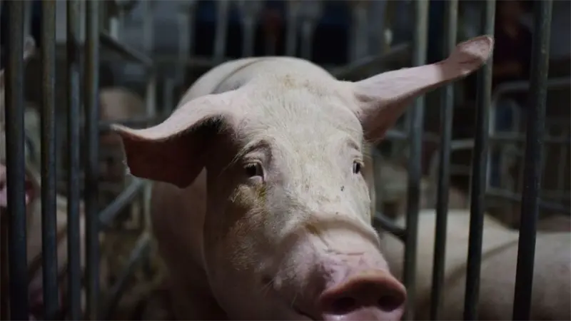 La FAO alerta sobre la amenaza urgente de las enfermedades animales transfronterizas