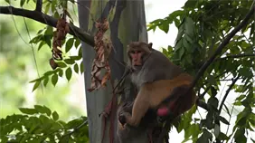 Comienza el traslado de especies exóticas de Puerto Rico a zoológico dominicano