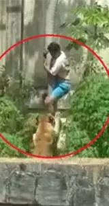 Imágenes fuertes: Leona mata a un hombre que entró a su recinto en un zoológico Imágenes fuertes: Leona mata a un hombre que entró a su recinto en un zoológico